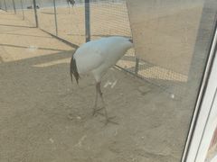 -盐城丹顶鹤湿地生态旅游区