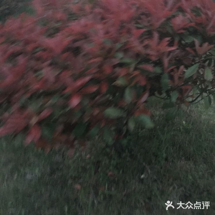 冬天也不会掉叶子，春天来了