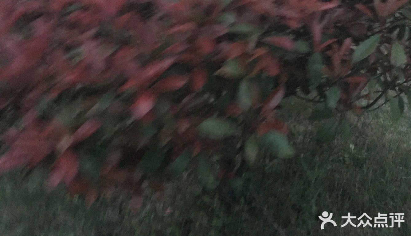 冬天也不会掉叶子，春天来了