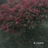 冬天也不会掉叶子，春天来了