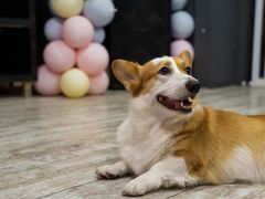 -百好乐宠物友好餐厅(朝外大街店)