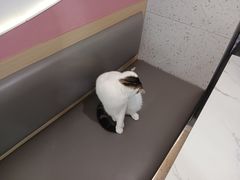 -喵园·猫主题咖啡厅·撸猫·猫咖(国贸店)