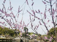 -无锡蠡湖国家湿地公园-蠡园