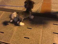 -大龙火锅(老店)
