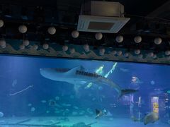 -烟台海昌鲸鲨海洋公园