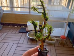 -白佛花鸟鱼虫批发市场小型宠物交易(东区)