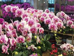 -双季花艺园艺市场(浦东店)