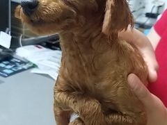 -爱侣宠医·鹦鹉专科·小型哺乳类·异宠专科(灵石路店)