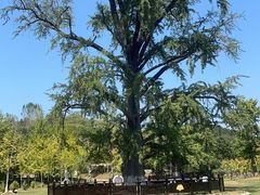 -千年银杏谷文化旅游区