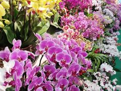 -龙大花卉苗木市场