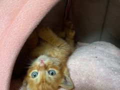 -老裁缝改衣订制