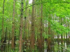 -桤木河湿地公园