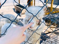 -长白岛森林公园