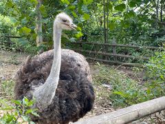 -大连森林动物园