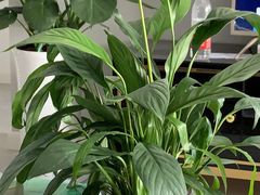 -秦美花卉(天朗·莱茵小城2期店)