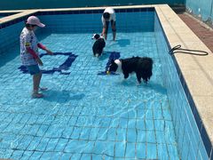 -趣玩宠物乐园寄养训犬训狗游泳池