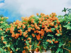 -槟城植物园