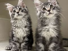 -lincat·猫舍(广州店)