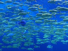 -上海海昌海洋公园