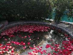 -金孔雀温泉旅游度假村