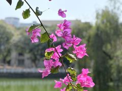 -暨南大学（石牌校区）明湖楼