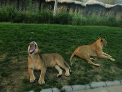 -北京野生动物园