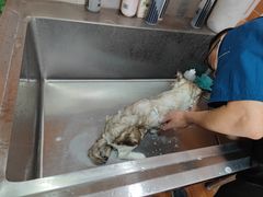 -中农大我爱我爱24h动物医院·中医针灸·猫专科·骨科医疗中心(双井店)