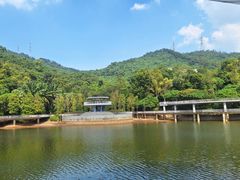 -银湖山郊野公园-相思林