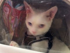 -FAELING PETS美天灵宠物(富力广场店)