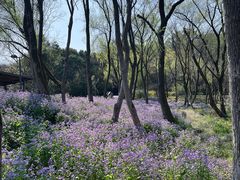 -西湖风景区-江洋畈生态公园