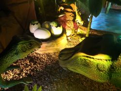 -恐龙探索乐园(磁器口店)