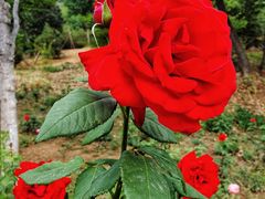 -北京西山国家森林公园