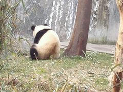 -成都大熊猫繁育研究基地