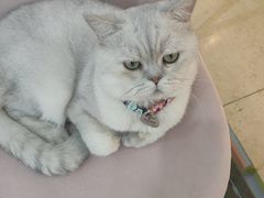 -糯米喵星人·撸猫猫舍咖啡馆(西市场嘉华店)