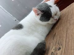 -松果猫咖(桐乡吾悦金街店)