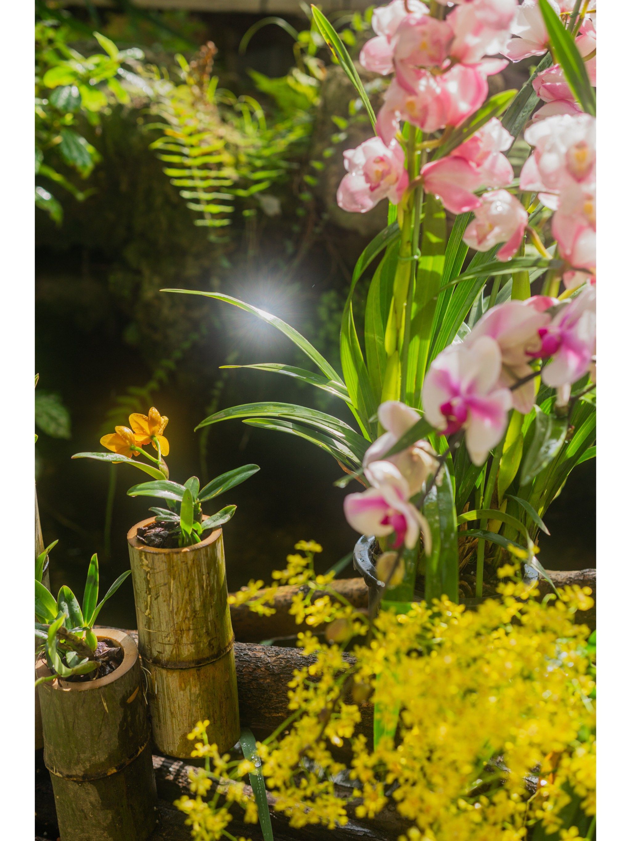 武汉拍照  |  冬日的热带兰花展