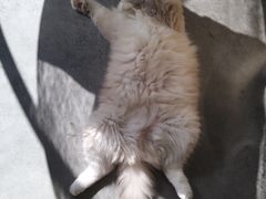 -瞄一喵猫咖(格力海岸店)