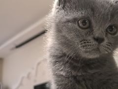 -佑安动物医院·全科·内窥镜中心(幸福巷店)