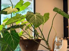 -the fall kaffe乐否咖啡