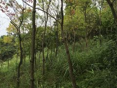 -铁山坪森林公园