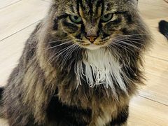 -安格丽娜·狗咖·猫咖羊驼咖(春熙路百盛商场店)