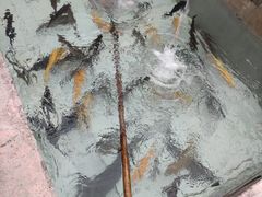 -丽泽山庄·生态怀柔菜·虹鳟鱼(红螺寺店)