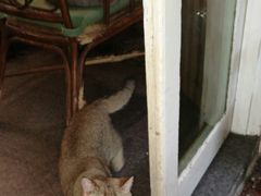 -猫色咖啡·猫咖