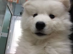 -纳吉亚猫专科动物诊疗中心(蒋宅口分院)