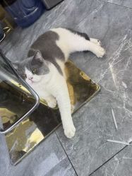 -和木形象