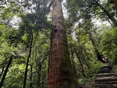 -天目山大树王景区