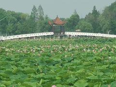 -洪湖生态旅游区