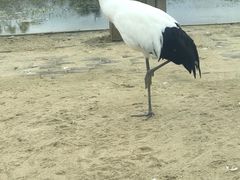 -盐城丹顶鹤湿地生态旅游区
