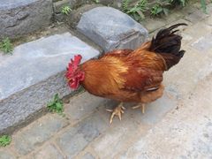 iphone_upload_pic-扬美古镇景区