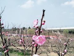 -秀丽东方